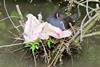 A coot nests amongst plastic waste Photo: Mark C Baker