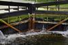 The top gates of Blunder Lock were restored in 2013 with Plaswood recycled plastic lumber